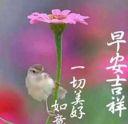 夏洛的网读后感大全 