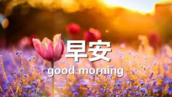 《安妮日记》中学生读后感600字 